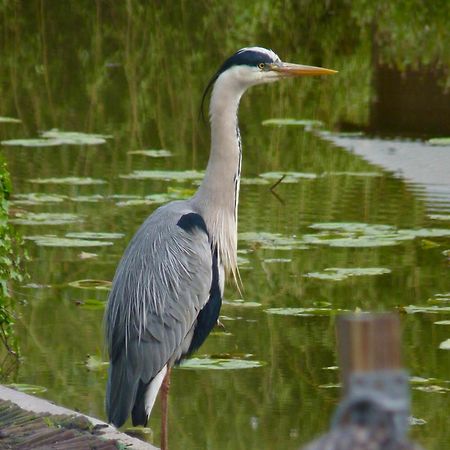 Rustig Gelegen Chalet Kapeki Met Tuin Aan Het Water Geel Esterno foto