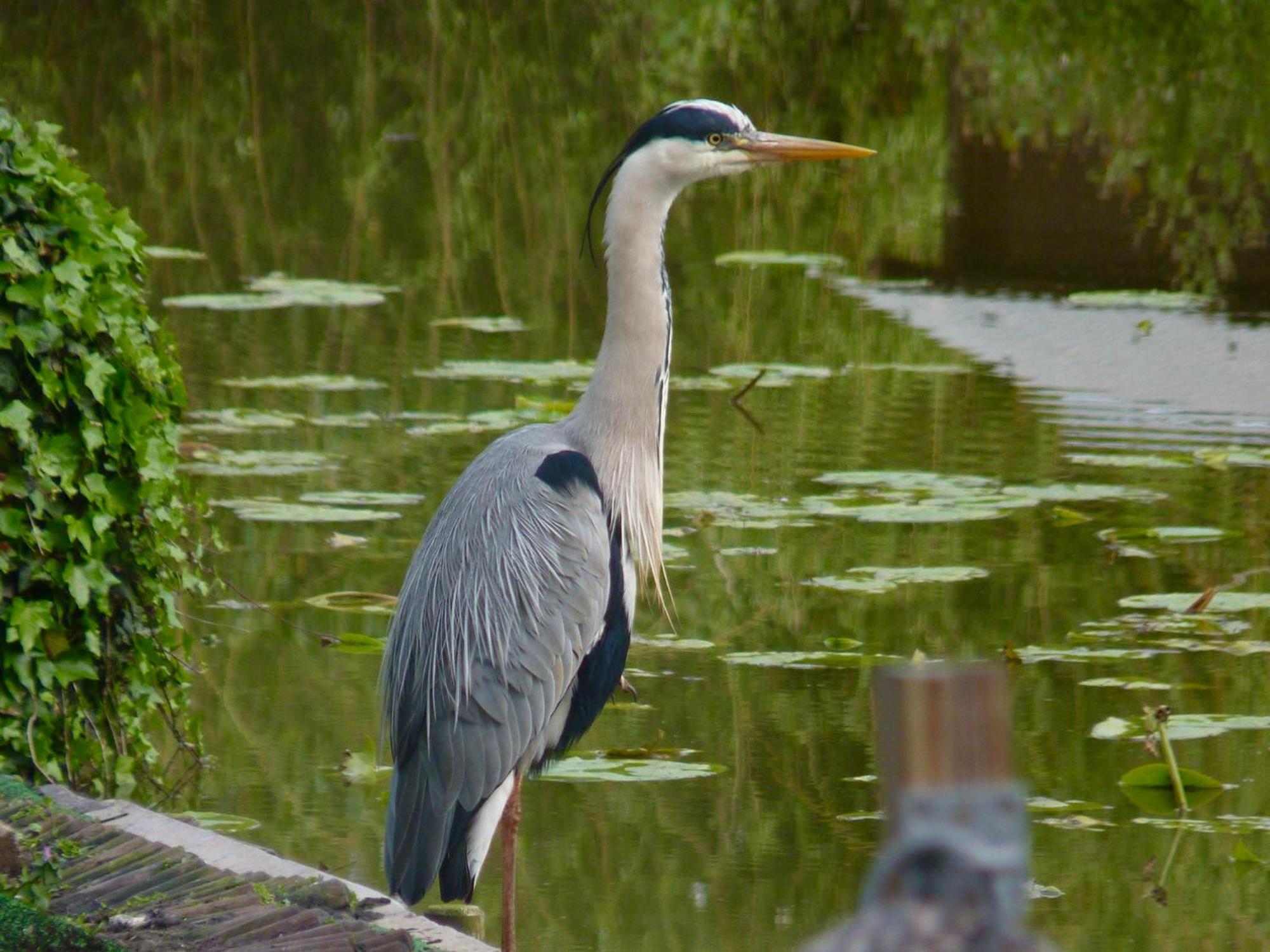Rustig Gelegen Chalet Kapeki Met Tuin Aan Het Water Geel Esterno foto